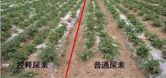 樱桃视频大全免费缓释尿素与普通尿素对比图