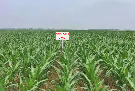 樱桃视频大全免费缓释肥示范田