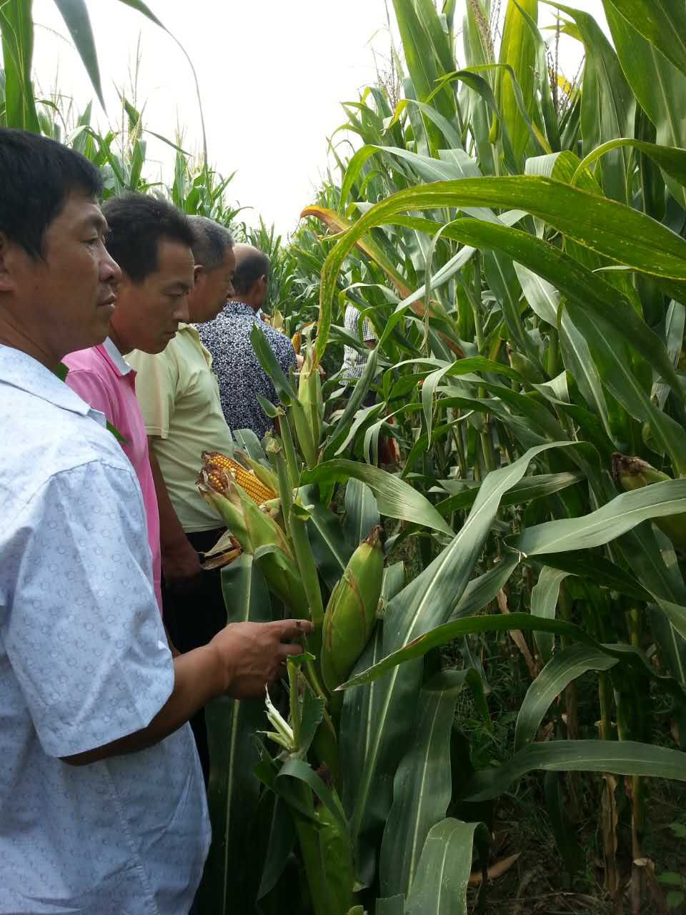 过人高的玉米秆，成熟的玉米棒子，颗粒饱满、不秃尖