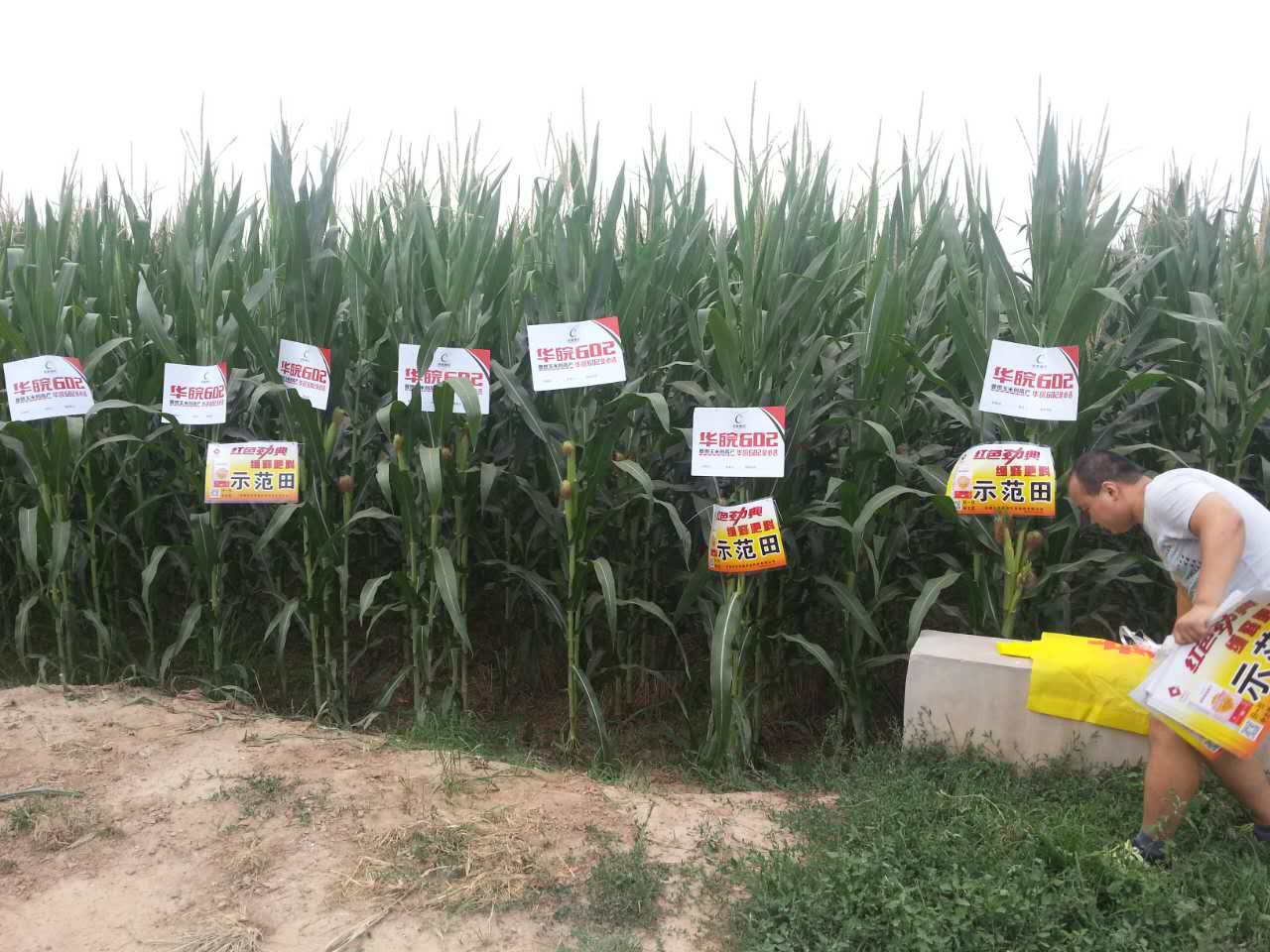 敢于亮剑才是真正的强者！示范田里的实效让大家惊喜！