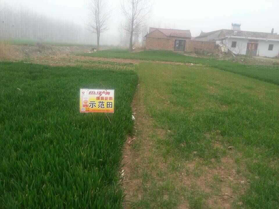 缓释尿素在樱桃视频黄色片作物上表现不错 缓释尿素在樱桃视频黄色片作物上表现不错