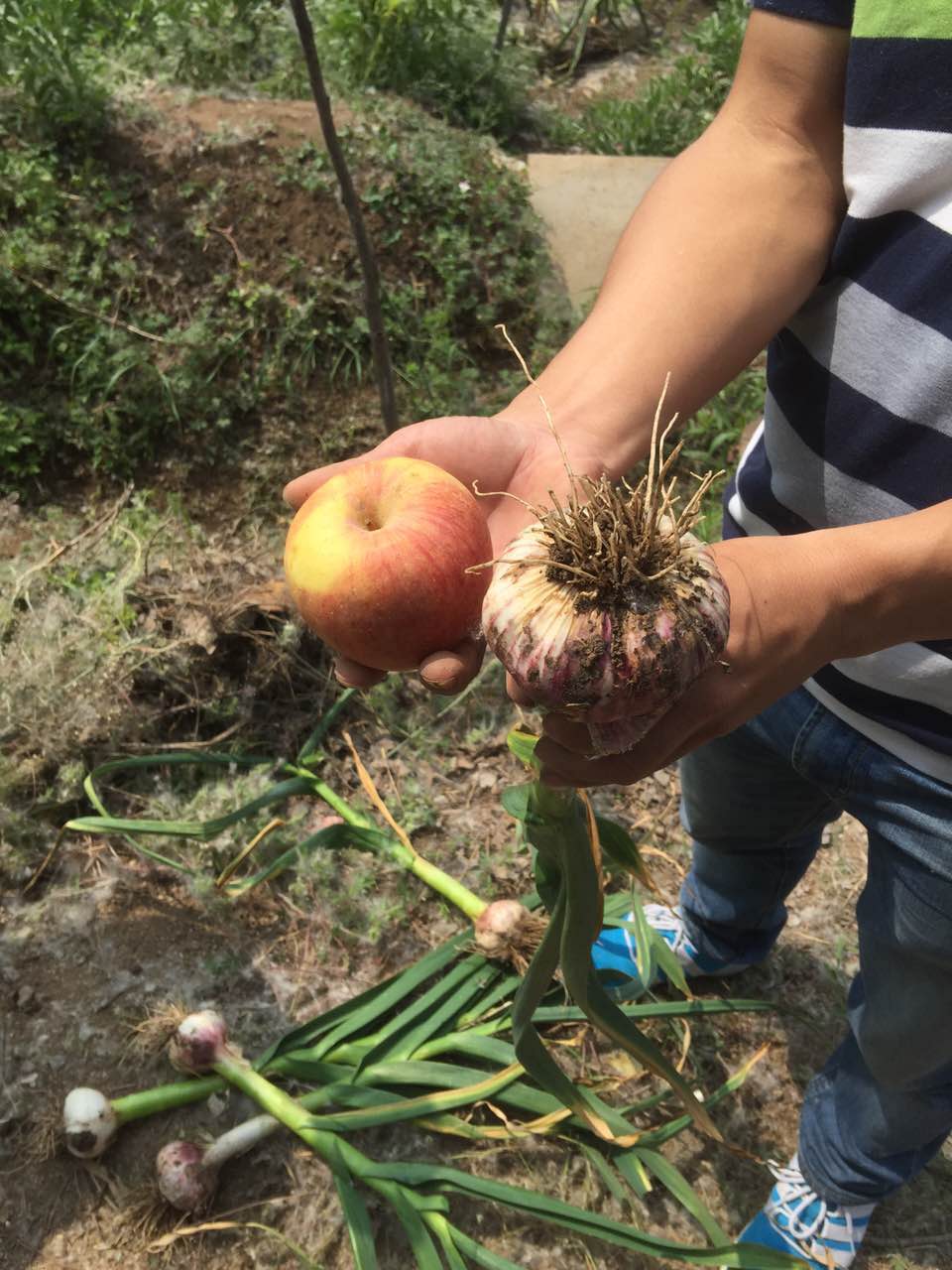 种植大蒜用什么肥好？樱桃视频大全免费硫酸钾复合肥效果明显