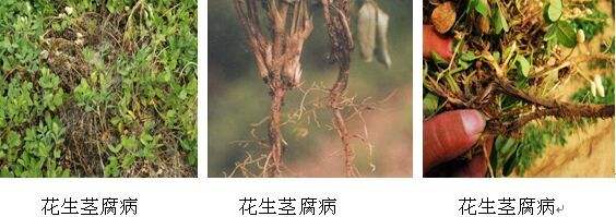 花生常见病虫害及防范措施！