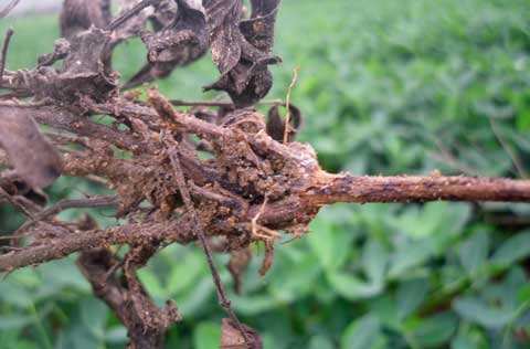 花生常见病虫害及防范措施！