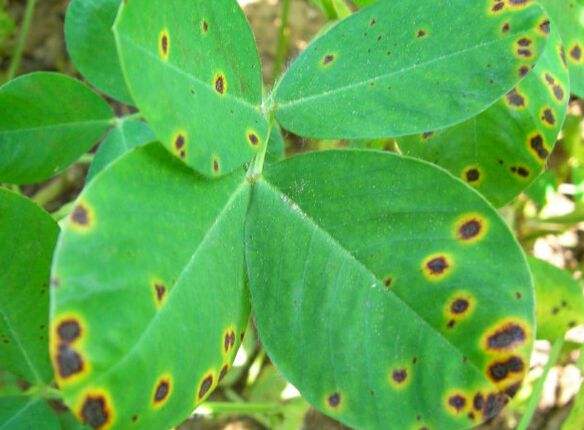 花生常见病虫害及防范措施！