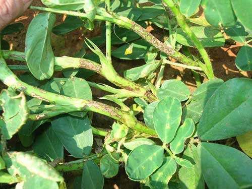 花生常见病虫害及防范措施！