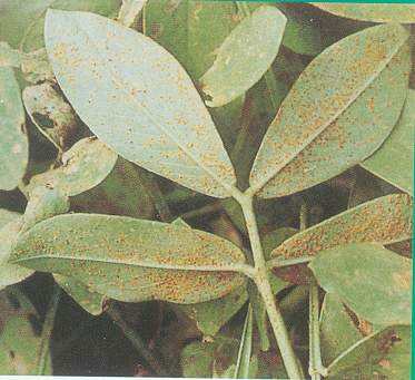 花生常见病虫害及防范措施！