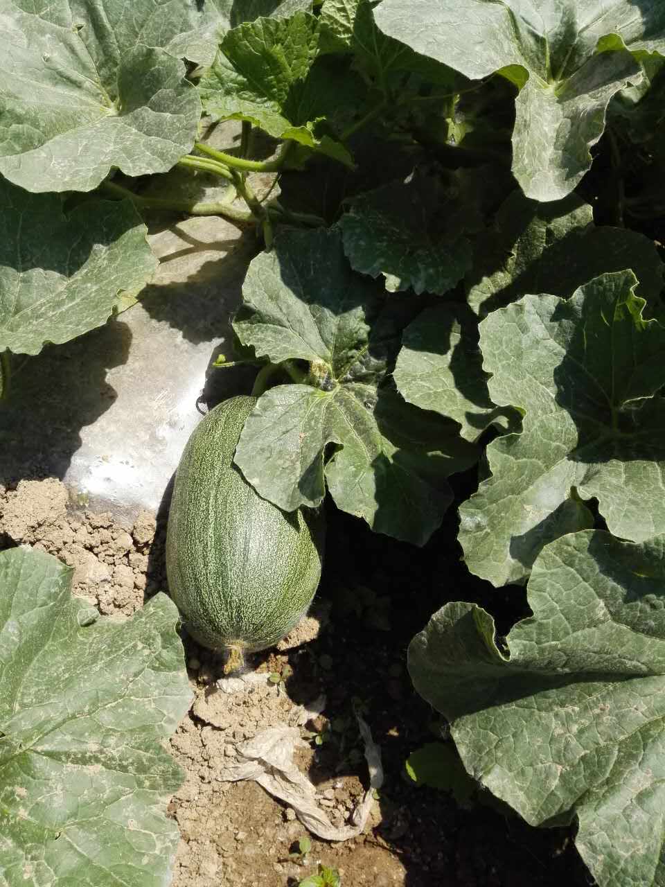 西瓜施用樱桃视频大全免费水溶肥